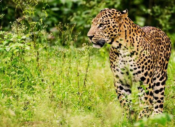 Forest Department gives out extraction order for leopard