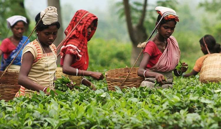 Creche for the children of the women labour of tea garden