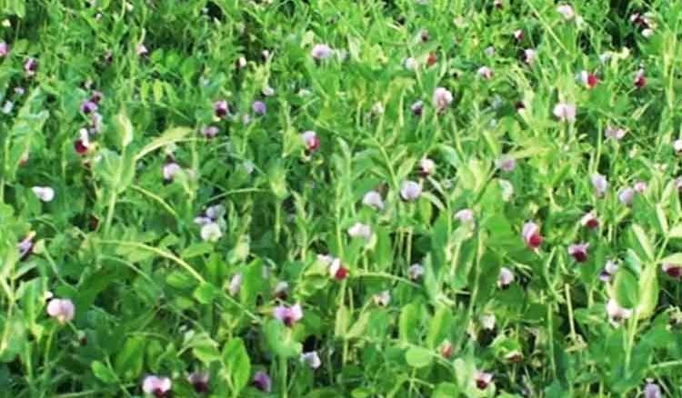 Famers getting benefited by Pea production