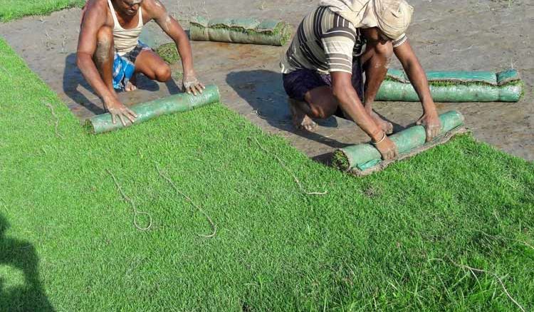 Grass cultivation is now profitable business