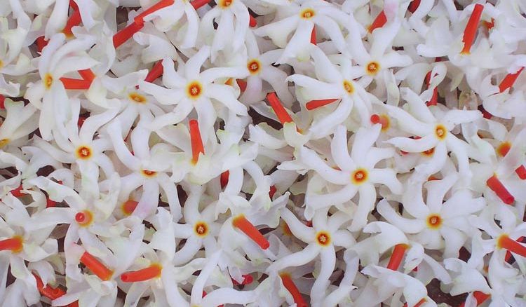 Seuli flower