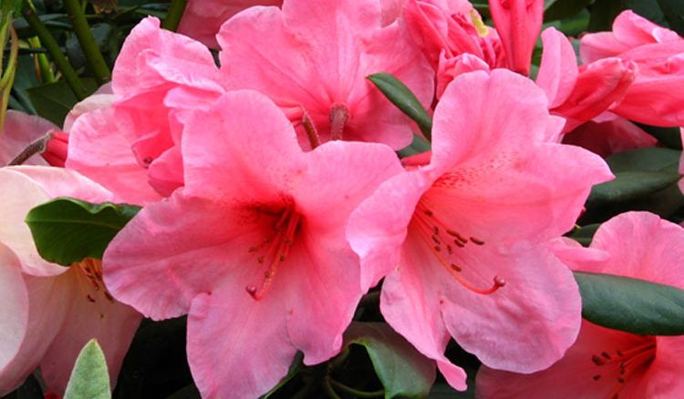 Rhododendron Flower