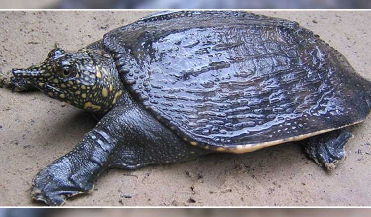 Endangered turtle to become election mascot for Cooch Behar?