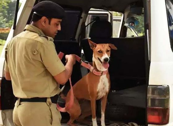 Kolkata stray pup now a part of elite dog squad