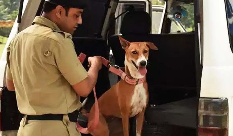 Kolkata stray pup now a part of elite dog squad