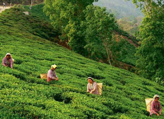 Darjeeling is Gearing Up For Holiday Season