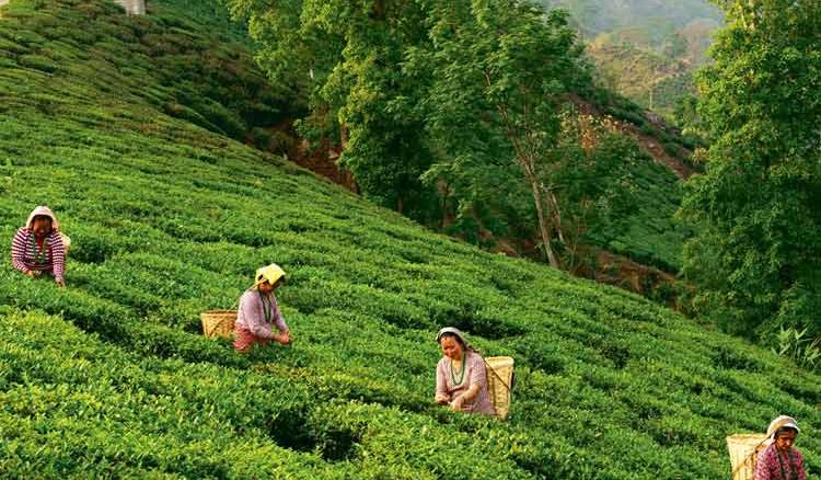 Darjeeling is Gearing Up For Holiday Season