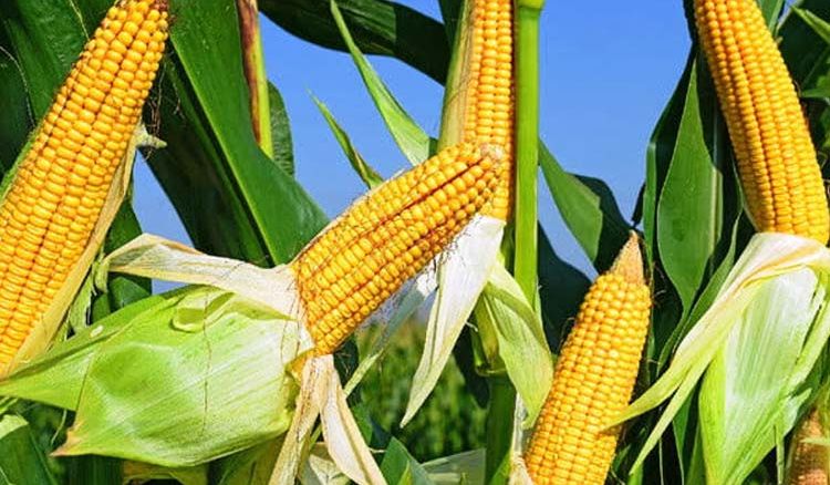 Corn cultivation in Nadia