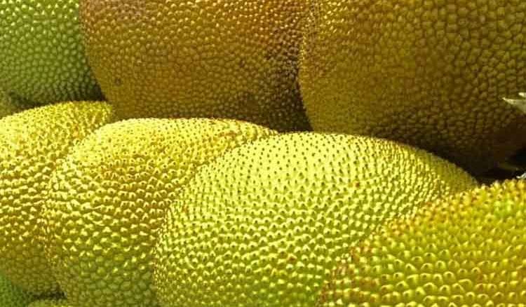 Usefulness of ripe jackfruit in summer