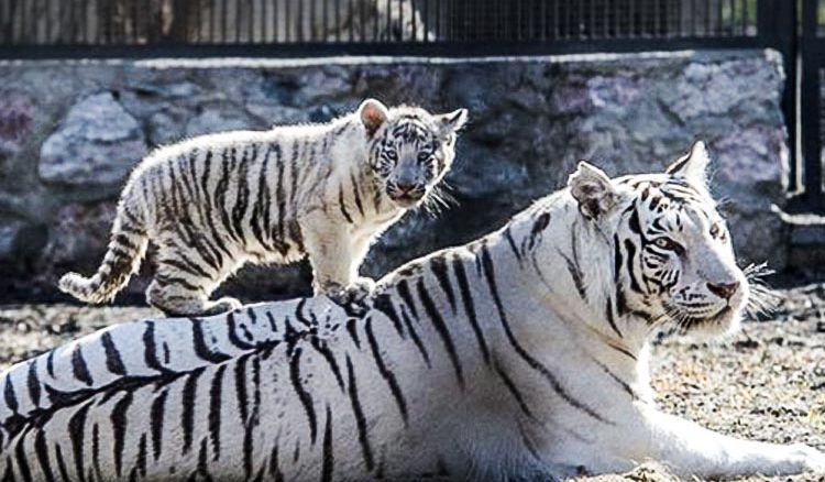 Alipore Zoo brining in new members