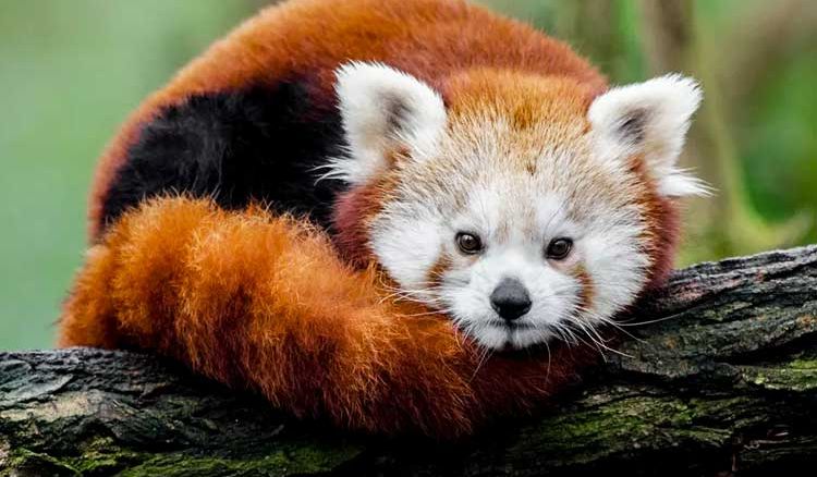 Red Pandas to be released by Darjeeling Zoo