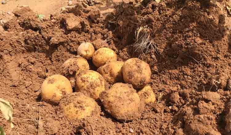 New species of Potato