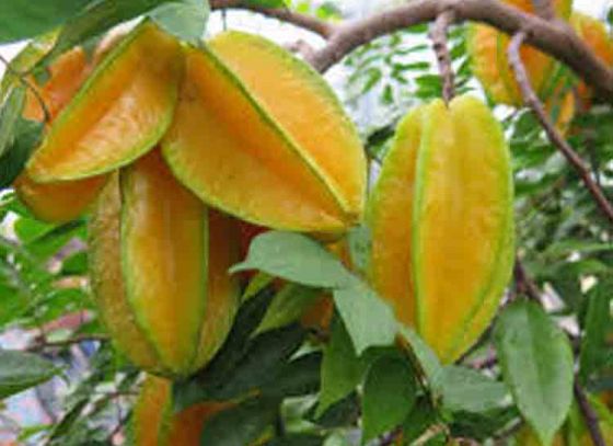কামরাঙায় কামড় দিন নিশ্চিন্তে