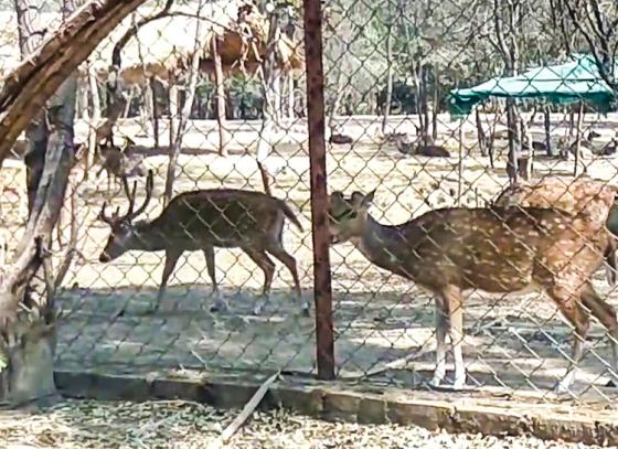 Purulia zoo authorities change menu for animals