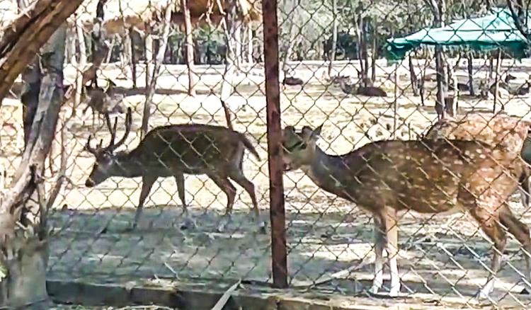 Purulia zoo authorities change menu for animals