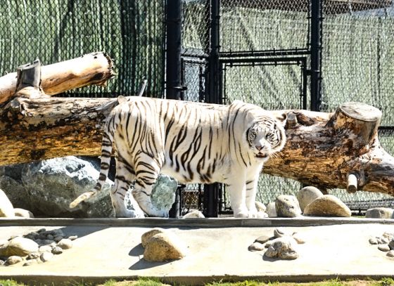 7-D experience at Bengal zoos soon?