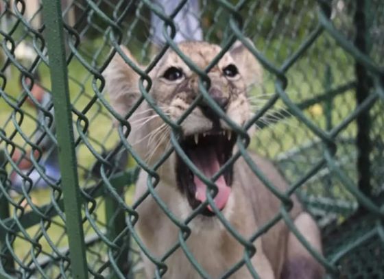 Lion Cub and three primates rescued in Kolkata