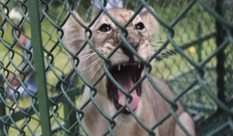 Lion Cub and three primates rescued in Kolkata