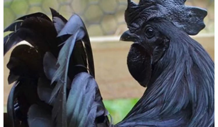 Cultivation of Karaknath Chicken has been started