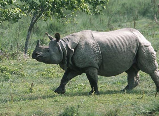Number of endangered Rhinos goes up in Bengal
