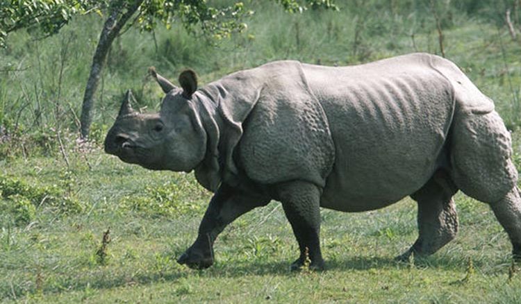 No of endangered rhinos goes up in Bengal