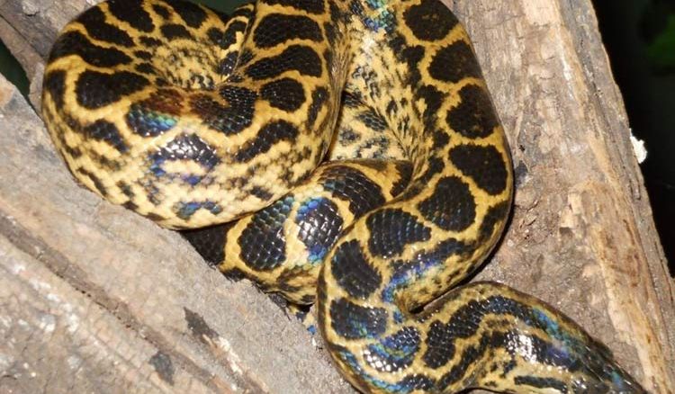 Anacondas to be kept for public viewing from next month at Alipore Zoo