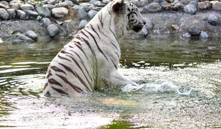 Alipore Zoo’s Summer Surprises