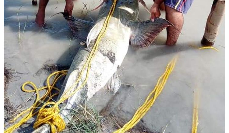 Green fish caught at teesta canal