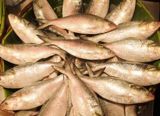 Stop eating ‘Ilish’ Now!