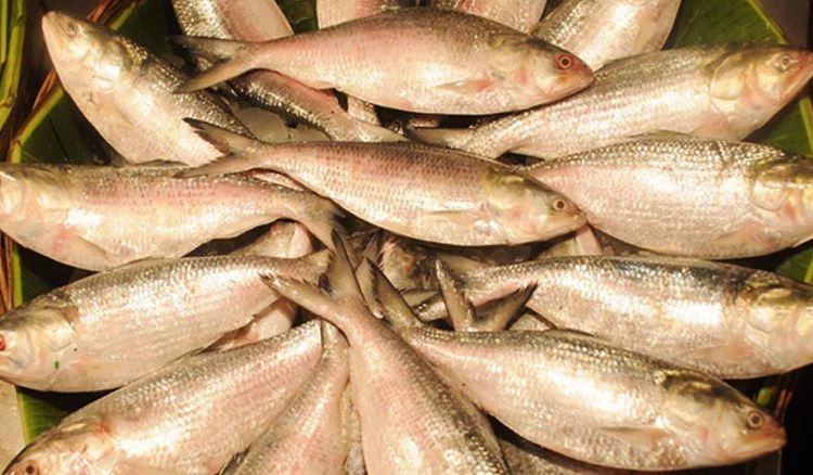 Stop eating ‘Ilish’ Now!