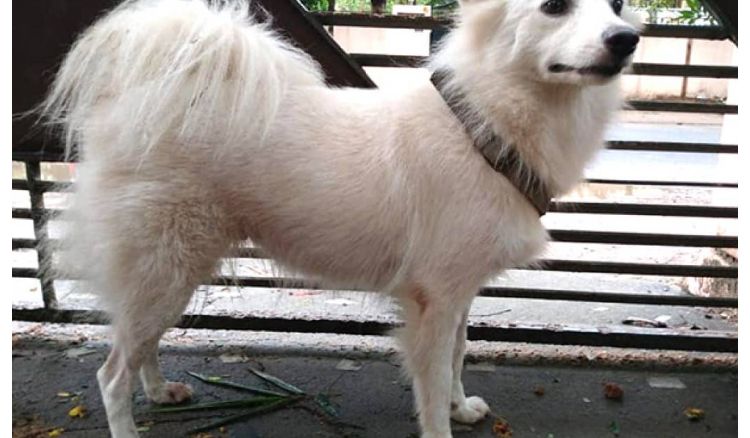 Pet dog has been abandoned by her master for illegal affair