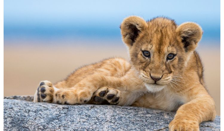 Cub rescued from International animal trafficking cycle is recovering
