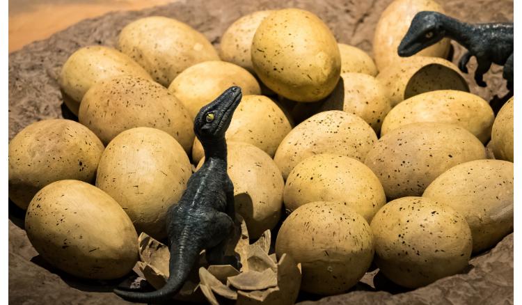 Egg of Dinosaur has been discovered in China