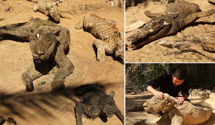 Mummified zoo of Gaza