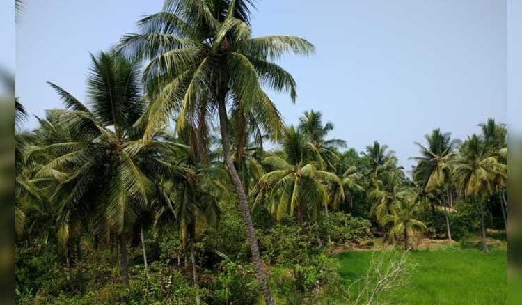 karnataka food forest natural farming Aikanthika