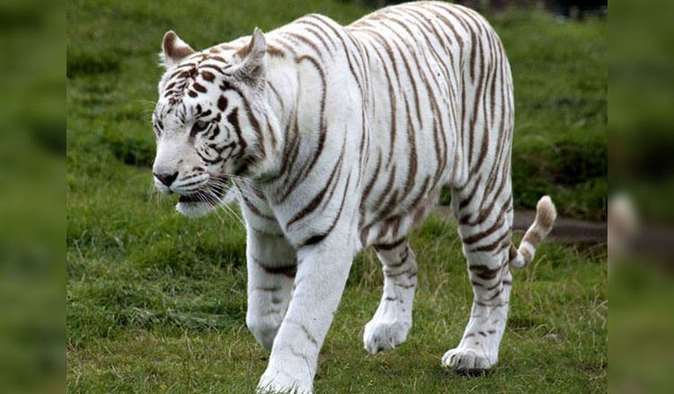New members in Alipore zoo! - Jiyo Bangla New members in Alipore zoo! - Jiyo Bangla