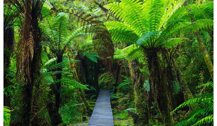 The suicide jungle