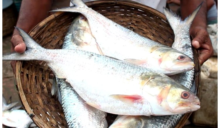 দীঘায় ঢুকলো ৮ টন ইলিশ, স্বস্তিতে শহরবাসী