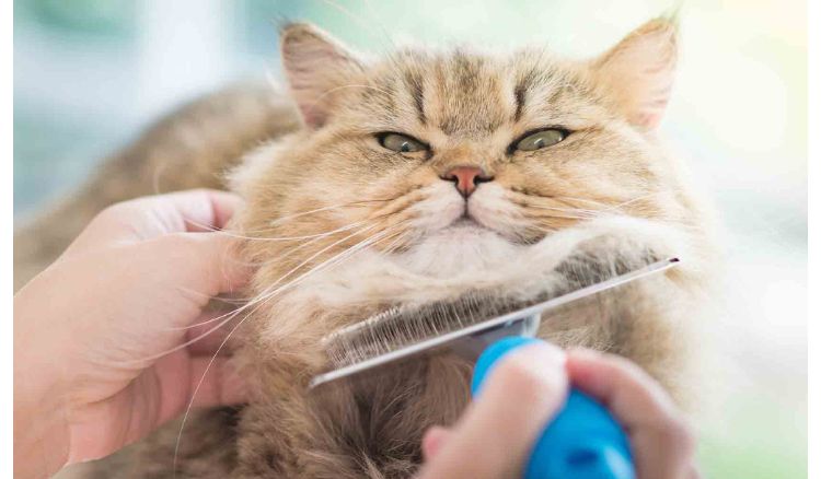 How to maintain hygiene of house if you have pets