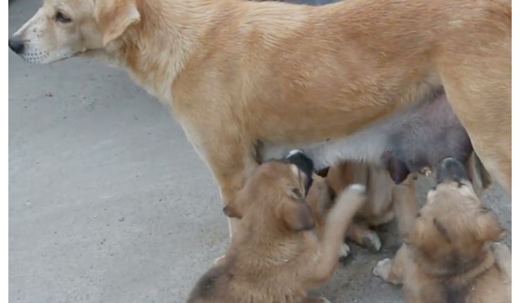 Kolkata Police helped one stray dog with pups on the rainy day