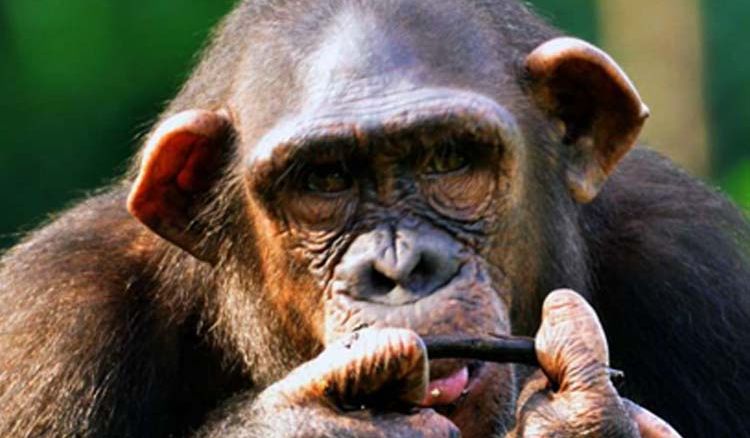 Alipore Zoo director hurt by chimp