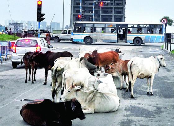 Cattle barrier to be set up at New Town