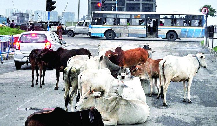 Cattle barrier to be set up at New Town
