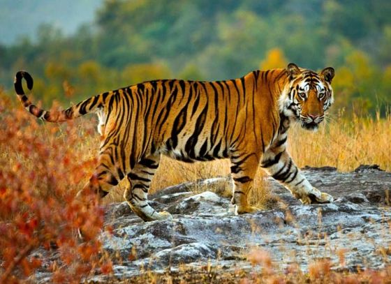 Kolkata couple campaigns to save tigers