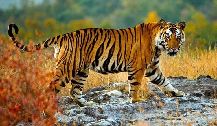 Kolkata couple campaigns to save tigers
