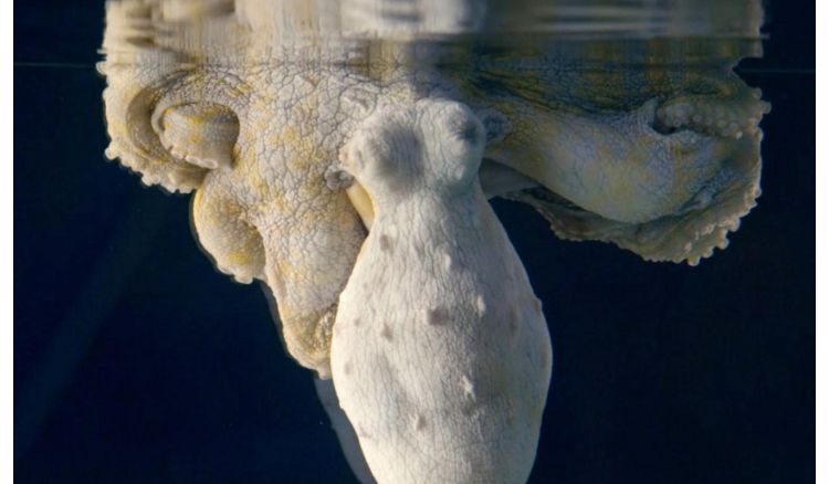 Octopus became viral after changing its color