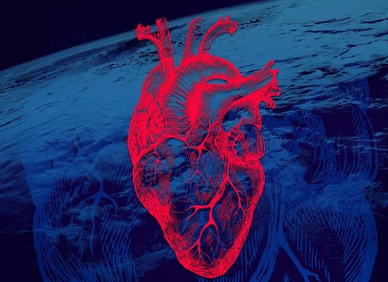 How is the Heart affected in Space?