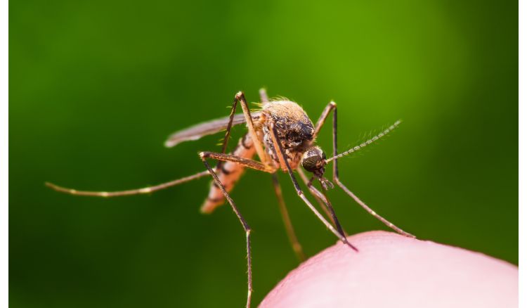 NASA is all set to send satellite to reduce mosquitoes