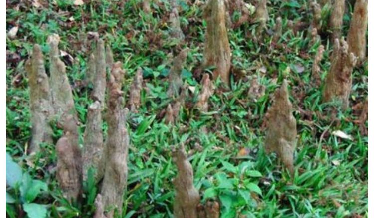 Mangrove forests thrive in Howrah Botanical Gardens