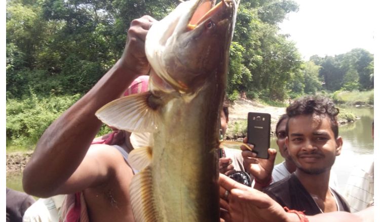 Giant fish captured in Jalpaiguri Karla river